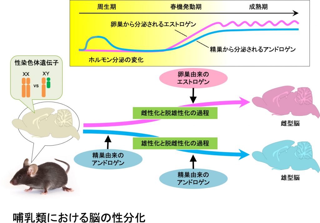 性分化