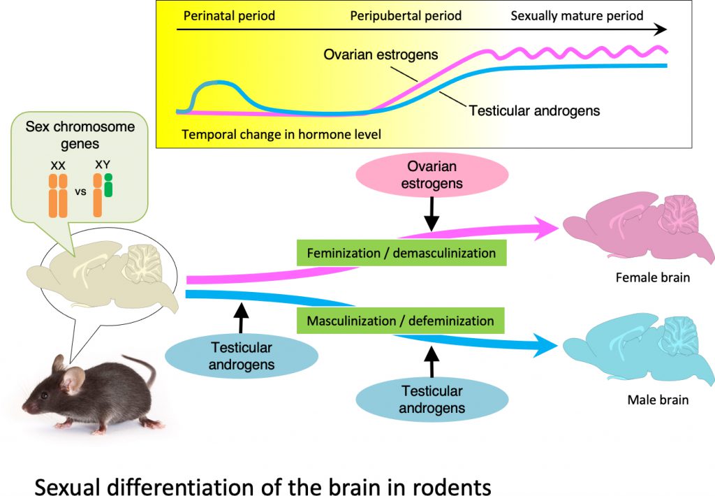 the sexual differentiation